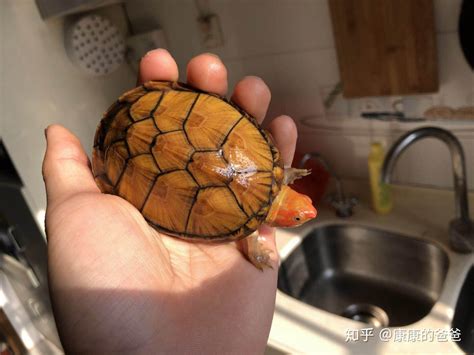 太平出名面龟 砂肺是什麼
